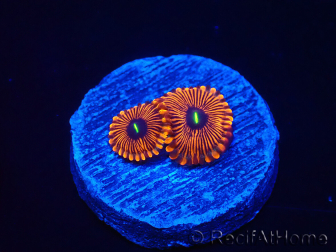 WYSIWYG - Zoanthus Red PPE 2A5
