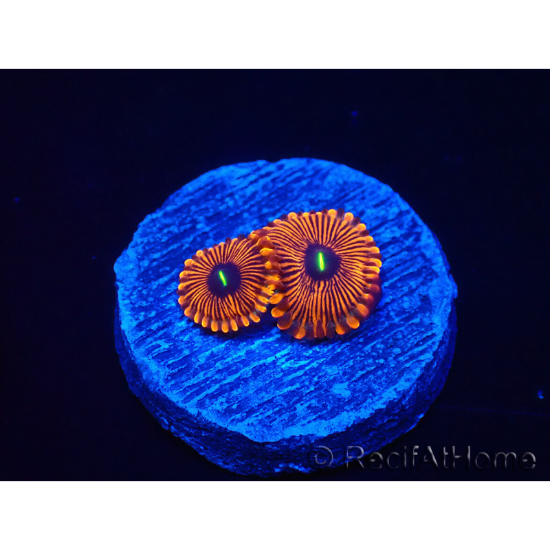 WYSIWYG - Zoanthus Red PPE 30E9
