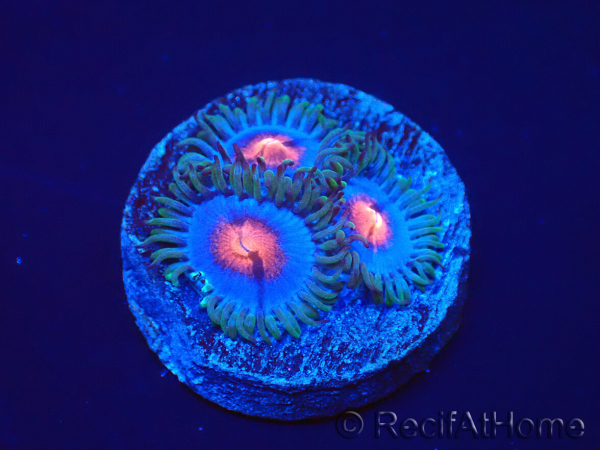 WYSIWYG - Zoanthus Blue kisses
