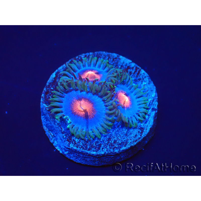WYSIWYG - Zoanthus Blue Kisses