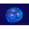 WYSIWYG - Zoanthus Blue Kisses 30H2