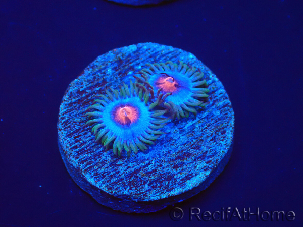 WYSIWYG - Zoanthus Blue Kisses
