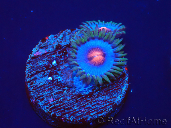 WYSIWYG - Zoanthus Blue Kisses