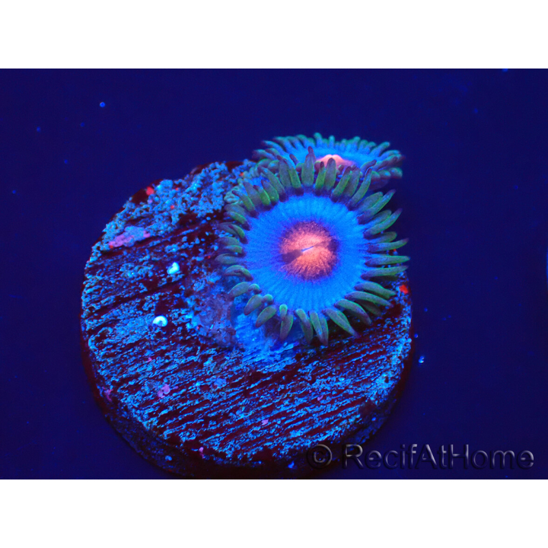 WYSIWYG - Zoanthus Blue Kisses