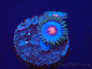 WYSIWYG - Zoanthus Blue Kisses