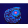 WYSIWYG - Zoanthus Blue Kisses 30H4