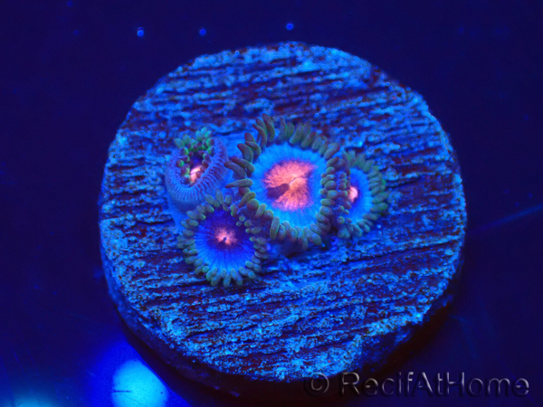 WYSIWYG - Zoanthus Blue Kisses 30H6