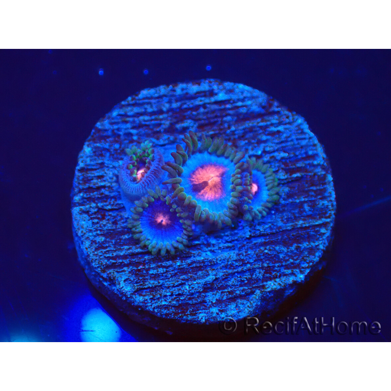 WYSIWYG - Zoanthus Blue Kisses 30H6