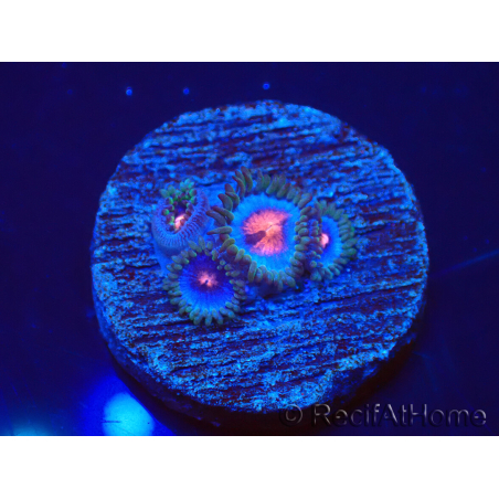 WYSIWYG - Zoanthus Blue Kisses