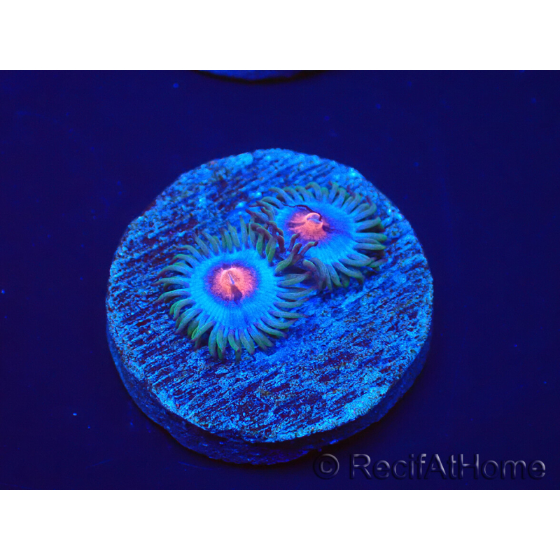 WYSIWYG - Zoanthus Blue Kisses