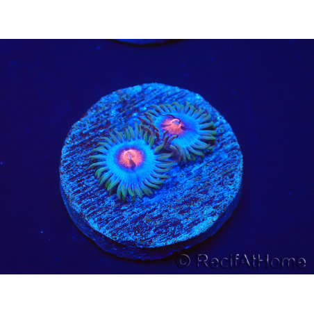 WYSIWYG - Zoanthus Blue Kisses 30H5