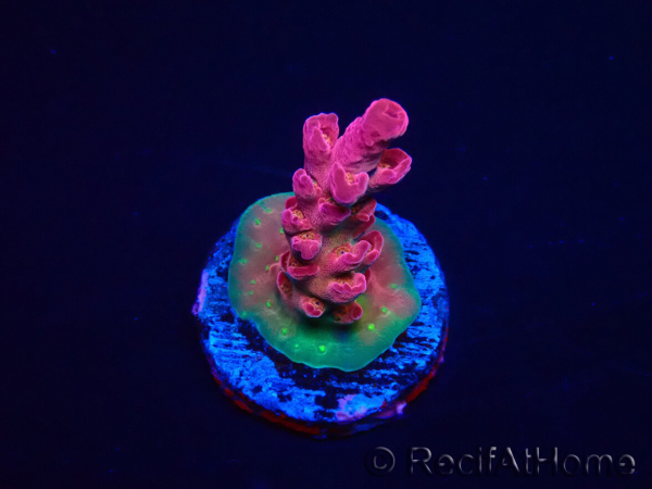WYSIWYG RAH Acropora Cherry Bomb 5A1