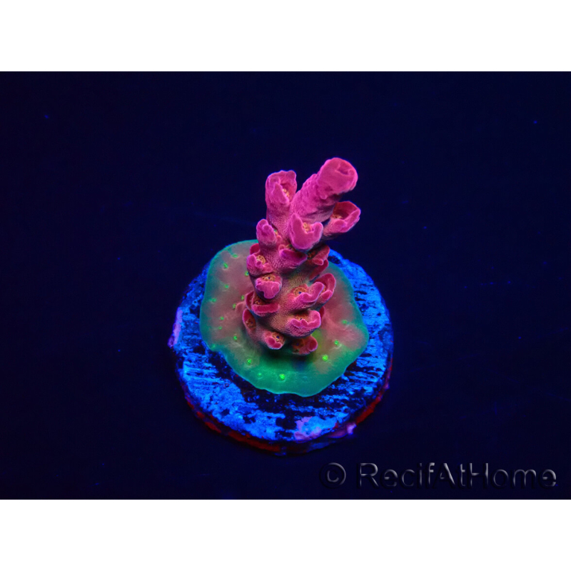 WYSIWYG RAH Acropora Cherry Bomb 5A1