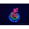 WYSIWYG RAH Acropora Cherry Bomb 5A1