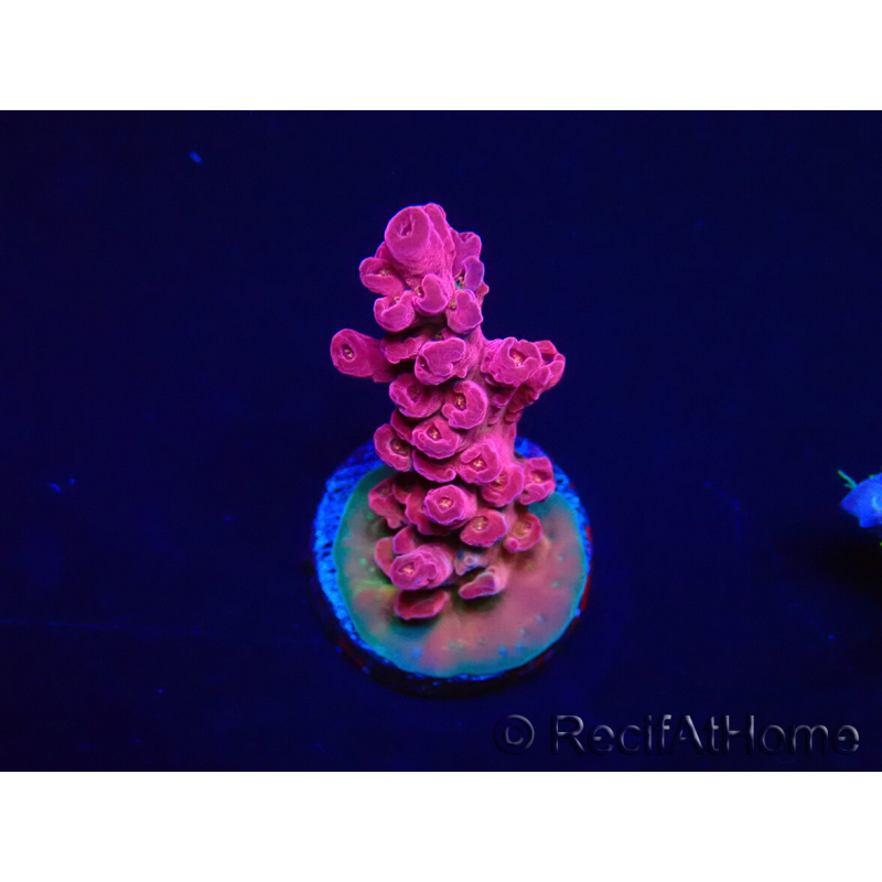 WYSIWYG RAH Acropora Cherry Bomb 5A2
