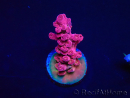 WYSIWYG RAH Acropora Cherry Bomb 5A2