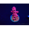 WYSIWYG RAH Acropora Cherry Bomb 5A2