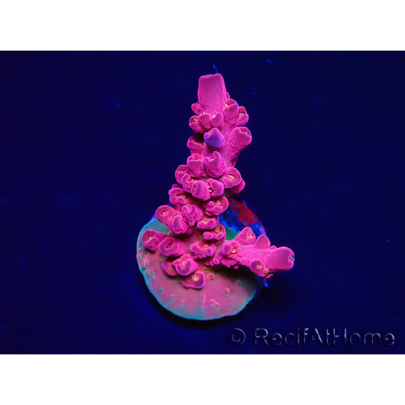 WYSIWYG RAH Acropora Cherry Bomb 5A4