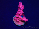 WYSIWYG RAH Acropora Cherry Bomb 5A4