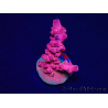 WYSIWYG RAH Acropora Cherry Bomb 5A4