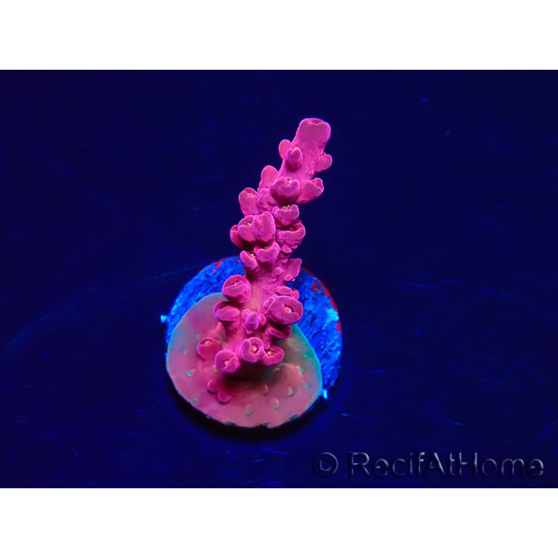 WYSIWYG RAH Acropora Cherry Bomb 5A3