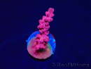 WYSIWYG RAH Acropora Cherry Bomb 5A3