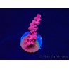 WYSIWYG RAH Acropora Cherry Bomb 5A5