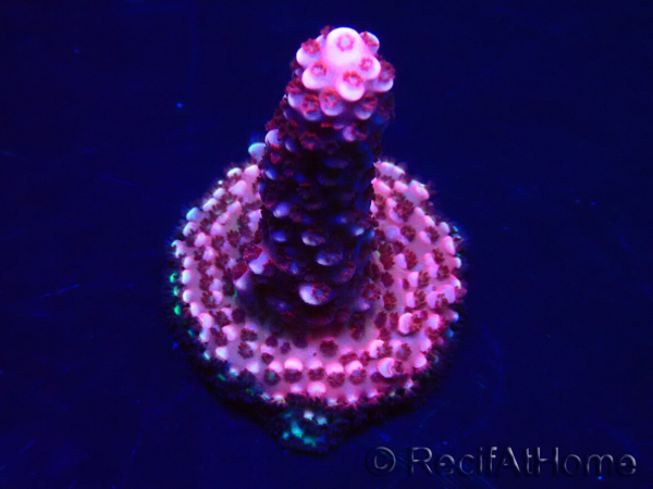 WYSIWYG MH Acropora Red Robin 5R2