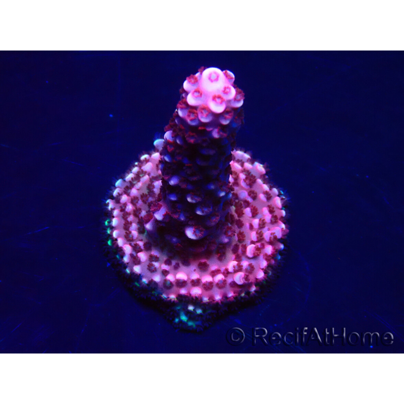 WYSIWYG MH Acropora Red Robin 5R2