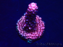 WYSIWYG MH Acropora Red Robin 5R2