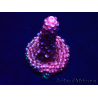 WYSIWYG MH Acropora Red Robin 5A6