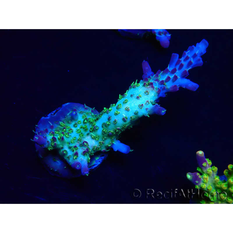 WYSIWYG- RAH Acropora Purple Haze 5B4