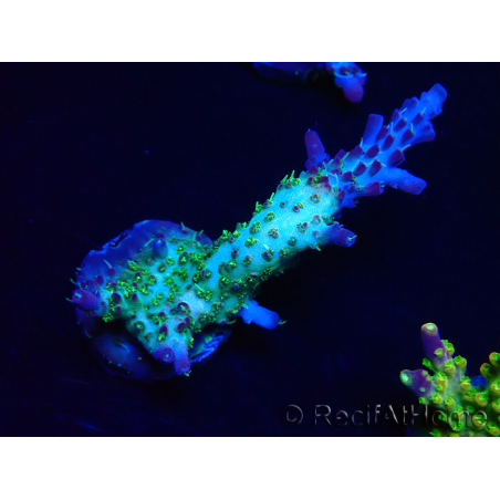 WYSIWYG- RAH Acropora Purple Haze 5B6