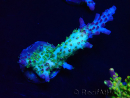 WYSIWYG- RAH Acropora Purple Haze 5B4