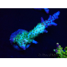 WYSIWYG- RAH Acropora Purple Haze 5B6