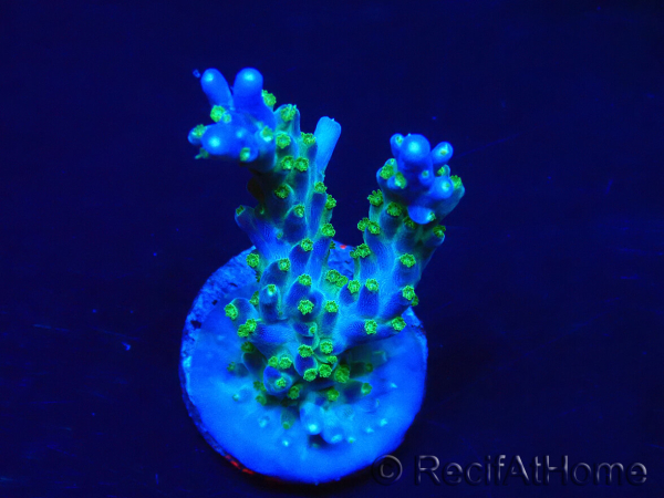 WYSIWYG RAH Acropora Blue Lagoon 5E4