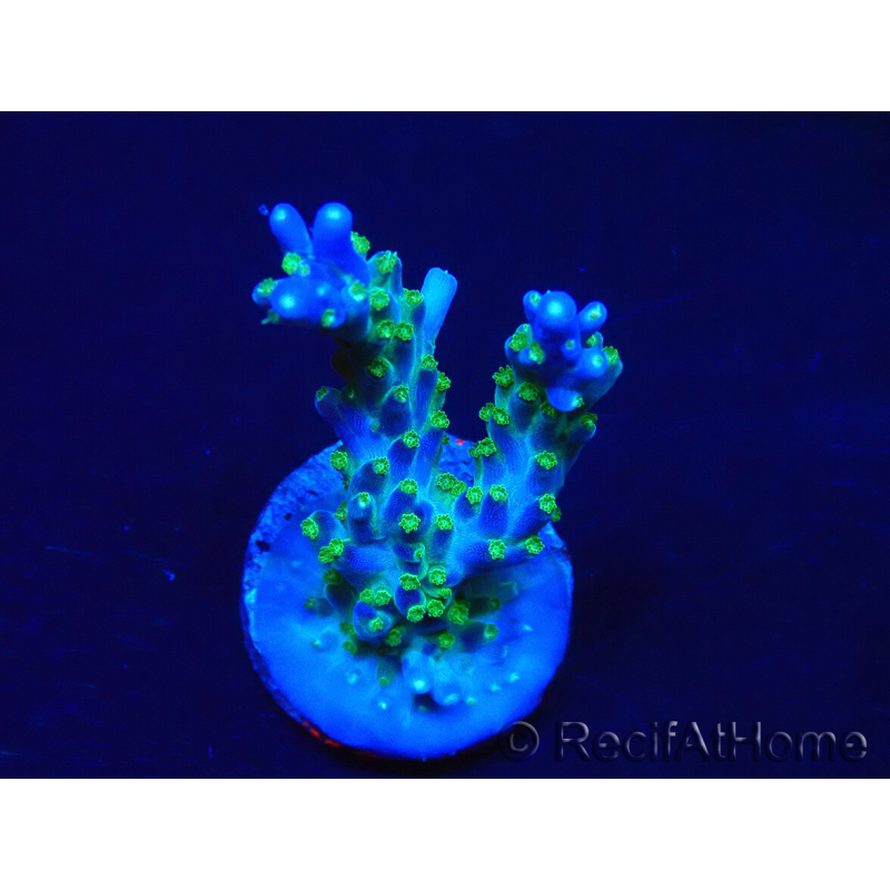 WYSIWYG RAH Acropora Blue Lagoon 5E6