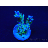 WYSIWYG RAH Acropora Blue Lagoon 5E4