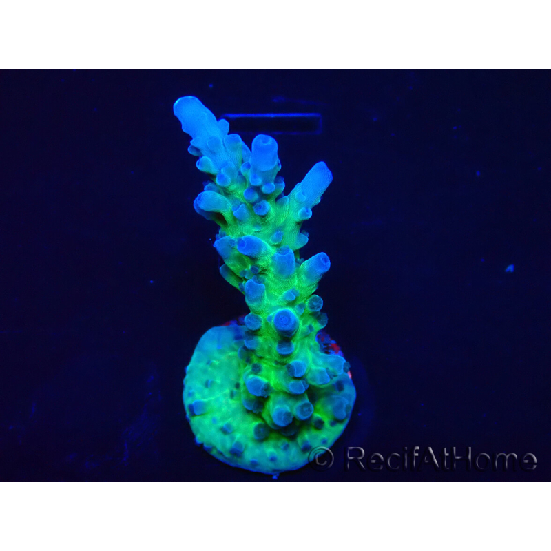 WYSIWYG - RAH Acropora tortuosa 5F6