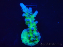 WYSIWYG - RAH Acropora tortuosa 5F4