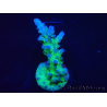 WYSIWYG - RAH Acropora tortuosa 5F4