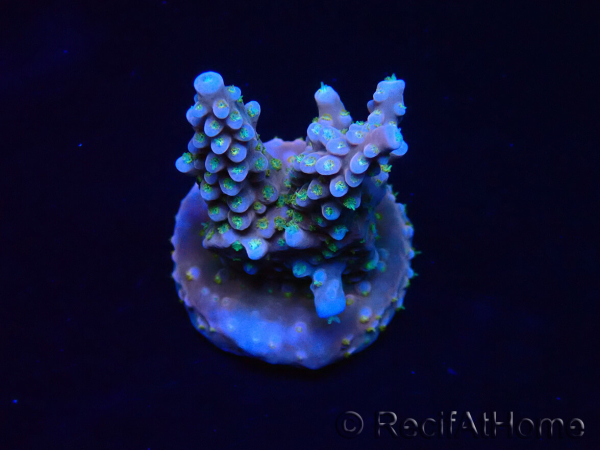WYSIWYG RAH Acropora donei Merlin's Staff 5M3