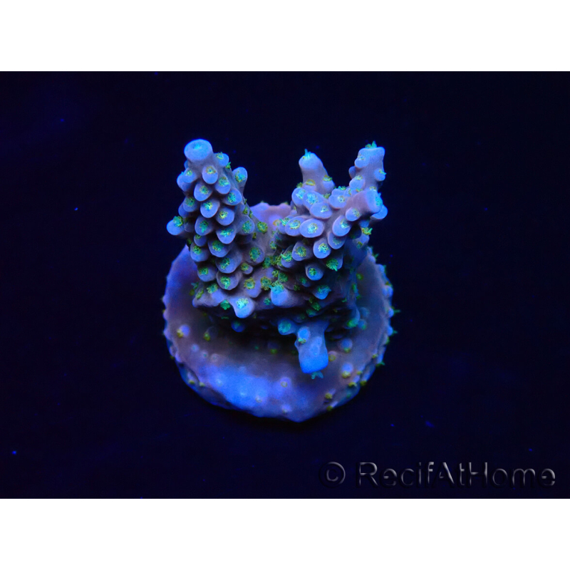 WYSIWYG RAH Acropora donei Bastón de Merlín 5M3