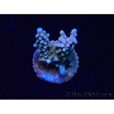 WYSIWYG RAH Acropora donei Merlin's Staff 5M3