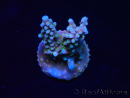 WYSIWYG RAH Acropora donei Merlin's Staff 5M3
