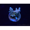 WYSIWYG RAH Acropora donei Bastón de Merlín 5M3