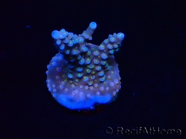 WYSIWYG RAH Acropora donei Merlin's Staff 5S6