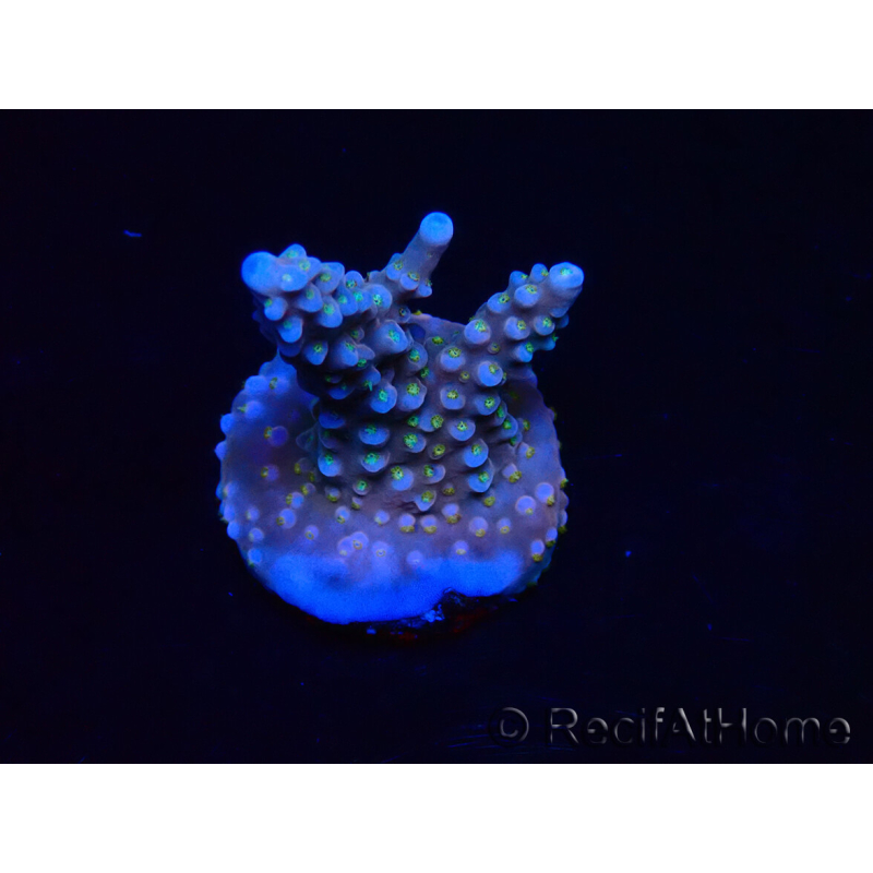 WYSIWYG RAH Acropora donei Bastone di Merlino 5M4