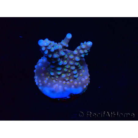 WYSIWYG RAH Acropora donei Bastone di Merlino 5M4