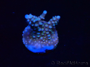 WYSIWYG RAH Acropora donei Merlin's Stab 5M4